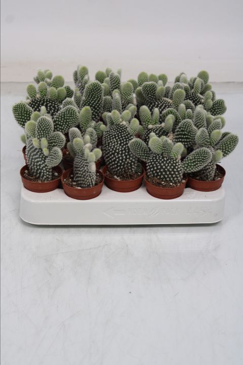 Opuntia microdasys 'Albispina'