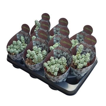 Crassula arta