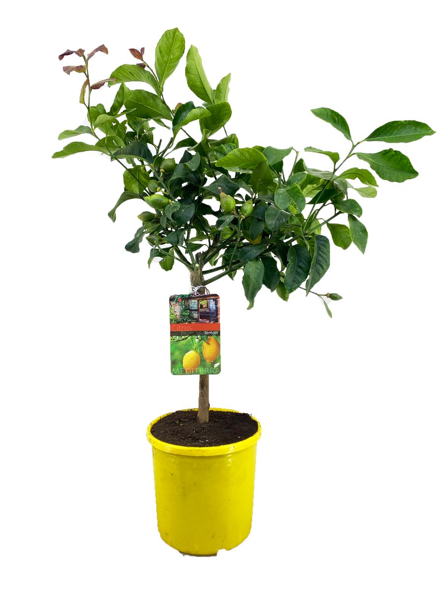 Citrus limon — Plant Wholesale FlorAccess