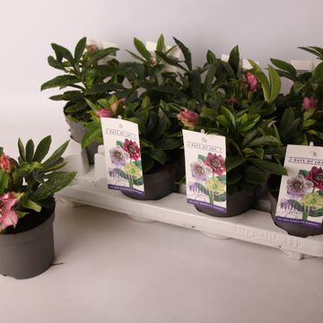 Helleborus orientalis 'Red Mountain'