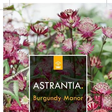 Astrantia major 'Burgundy Manor'