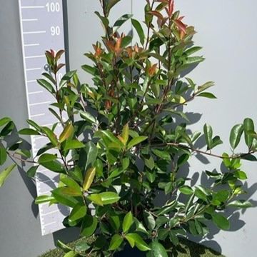 Photinia x fraseri 'Red Robin'