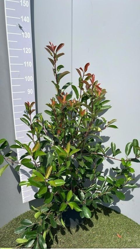 Photinia x fraseri 'Red Robin'