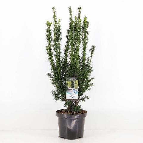 Taxus x media 'Hillii' — Plant Wholesale FlorAccess