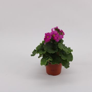 Primula obconica SWEET KISSES AMORE MAGENTA
