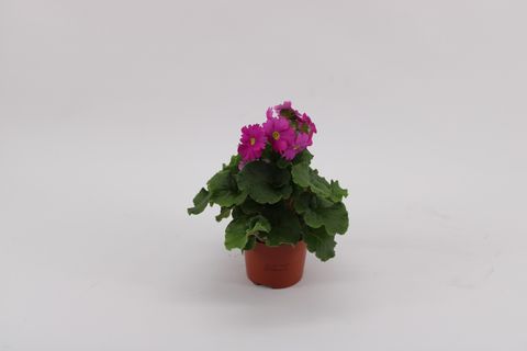 Primula obconica SWEET KISSES AMORE MAGENTA