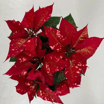 Euphorbia pulcherrima FANTASY STAR RED
