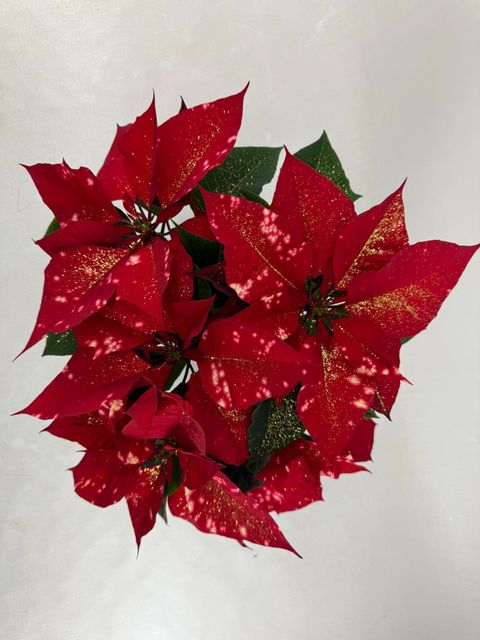 Euphorbia pulcherrima FANTASY STAR RED