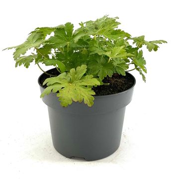 Geranium macrorrhizum 'Spessart'