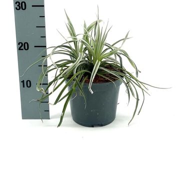 Astelia 'Silver Shadow'