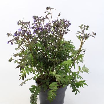 Polemonium 'Heaven Scent'