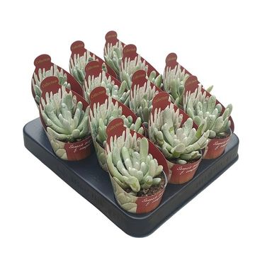 Senecio scaposus 'Compactum'