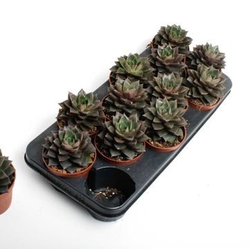 Echeveria purpusorum