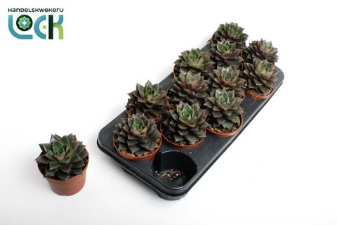 Echeveria purpusorum