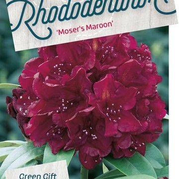 Rhododendron 'Moser's Maroon'