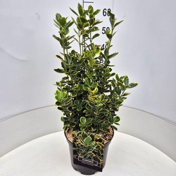 Euonymus japonicus 'Ovatus Aureus'