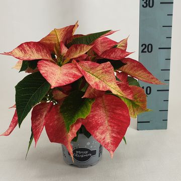 Euphorbia pulcherrima PREMIUM PICASSO