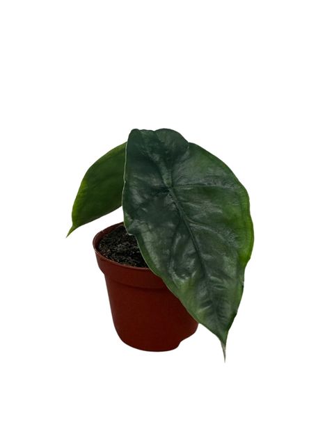 Alocasia heterophylla 'Dragon's Breath'