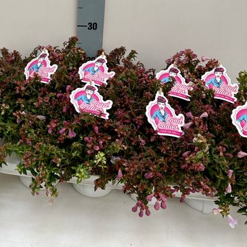 Abelia PINKY BELLS
