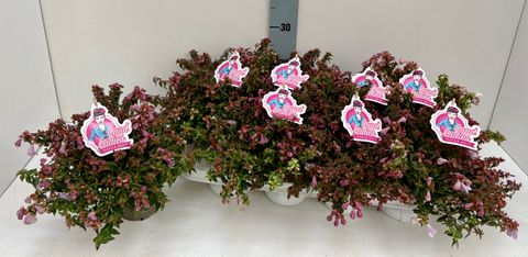 Abelia PINKY BELLS