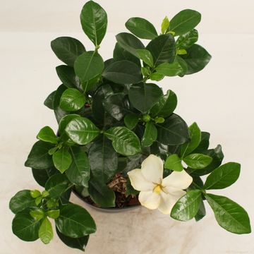 Gardenia jasminoides 'Kleim's Hardy'