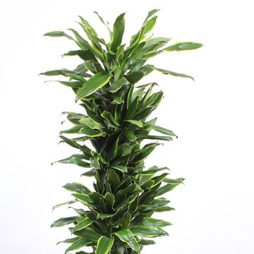 Dracaena fragrans 'Golden Coast'