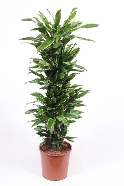 Dracaena fragrans 'Golden Coast'