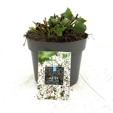 Aster divaricatus