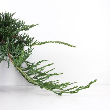 Juniperus horizontalis 'Wiltonii'