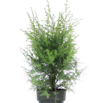 Juniperus communis 'Suecica'