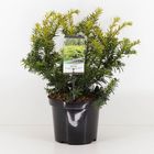 Taxus baccata 'Summergold'