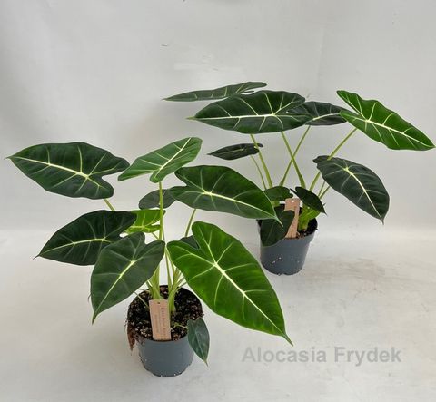 Alocasia micholitziana 'Frydek'