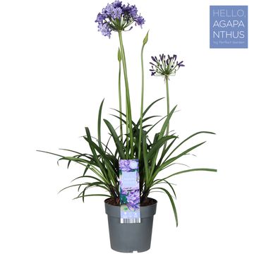 Agapanthus EVERPANTHUS POPPIN' STAR