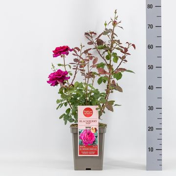Rosa BLACKBERRY NIP