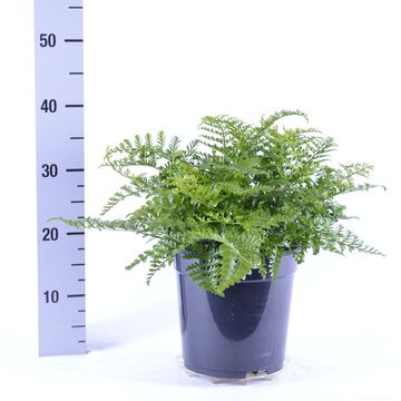 Asplenium 'Parvati'