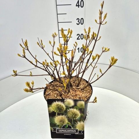 Cephalanthus occidentalis