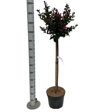 Lagerstroemia indica BERRY DAZZLE