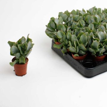 Crassula arborescens cristata