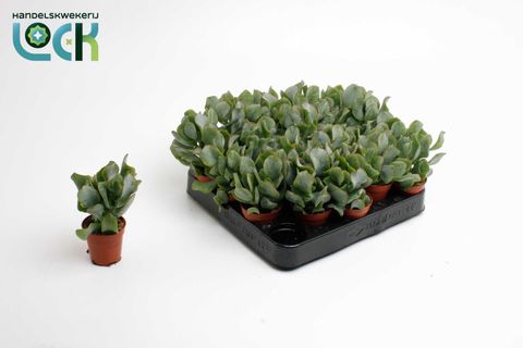 Crassula arborescens cristata