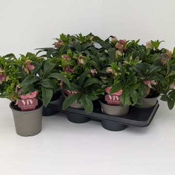 Гелеборус x hybridus VIV VICTORIA