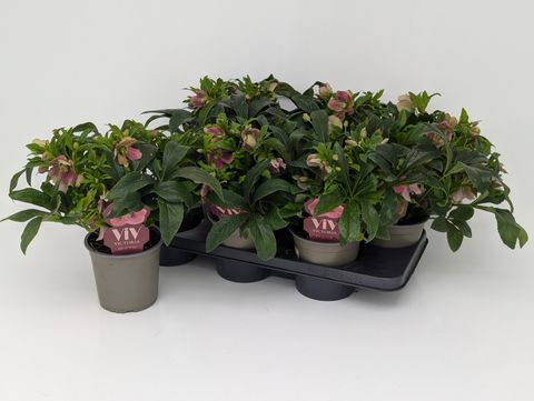 Helleborus x hybridus VIV VICTORIA