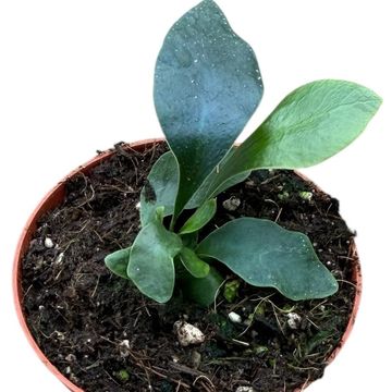 Microsorum siamensis