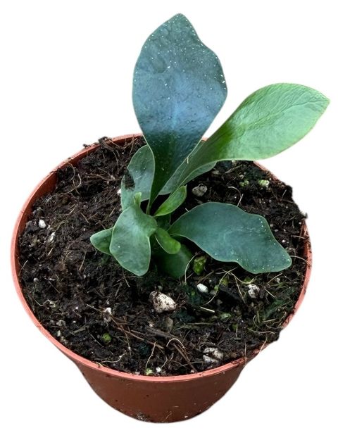 Microsorum siamensis