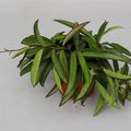Hoya wayetii