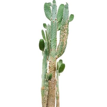 Opuntia consolea