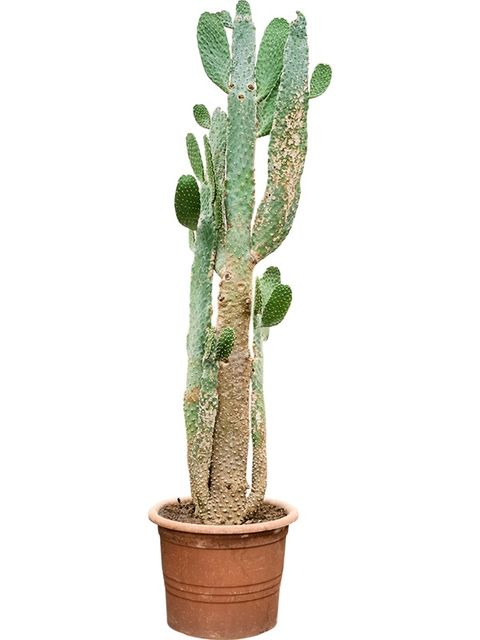 Opuntia consolea