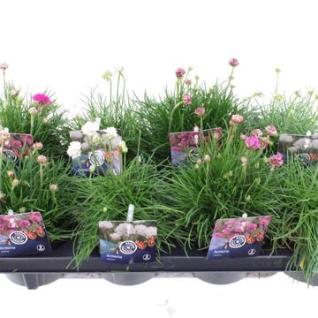 Armeria maritima MIX