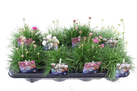 Armeria maritima MIX