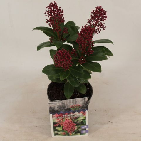 Skimmia japonica 'Celebrations'