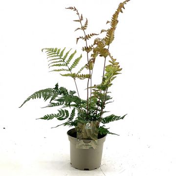 Dryopteris erythrosora prolifica